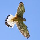 Turmfalke (Falco tinnunculus) - männlich | rüttelnd II
