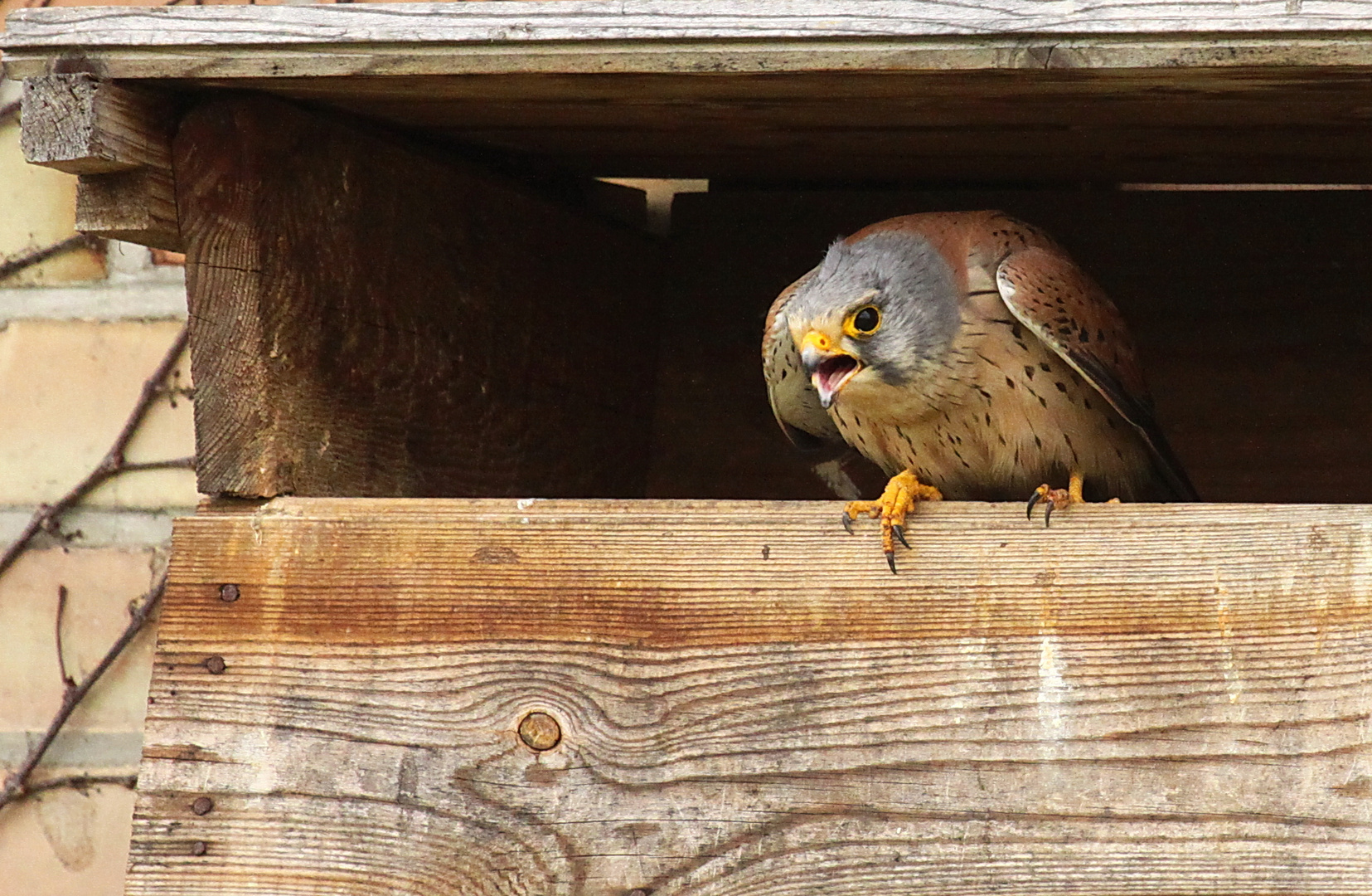 Turmfalke (Falco tinnunculus) - männlich | schreiend (Werberuf)