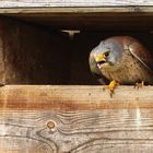 Turmfalke (Falco tinnunculus) - männlich | schreiend (Werberuf)