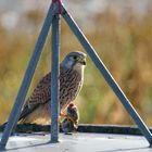 Turmfalke  (Falco tinnunculus) mit Beute