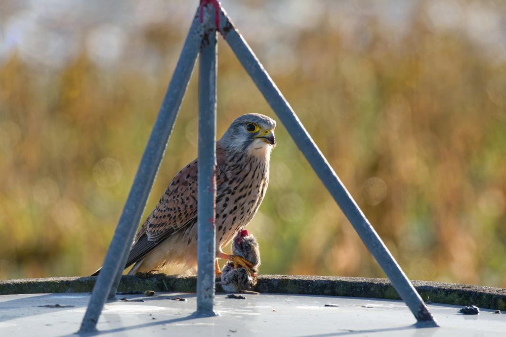 Turmfalke  (Falco tinnunculus) mit Beute