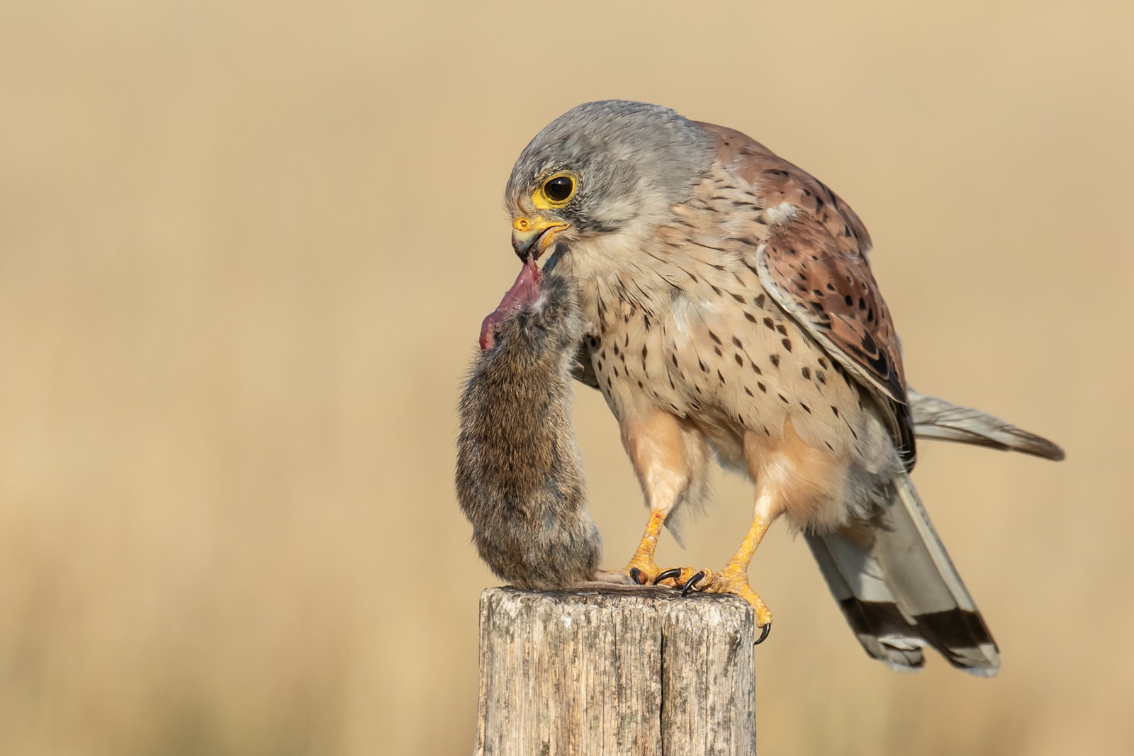 Turmfalke- Falco tinnunculus -  mit Maus Beute 