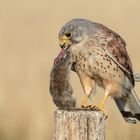 Turmfalke- Falco tinnunculus -  mit Maus Beute 