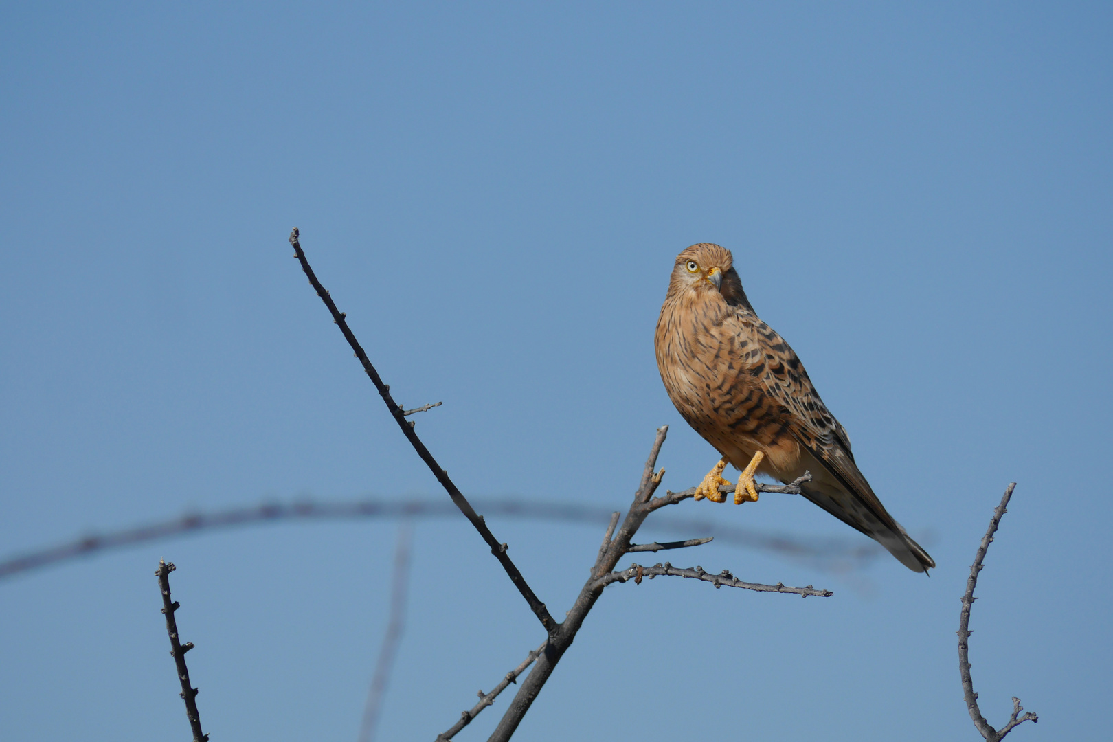 Turmfalke (Falco tinnunculus rupicolus) in Namibia