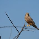 Turmfalke (Falco tinnunculus rupicolus) in Namibia