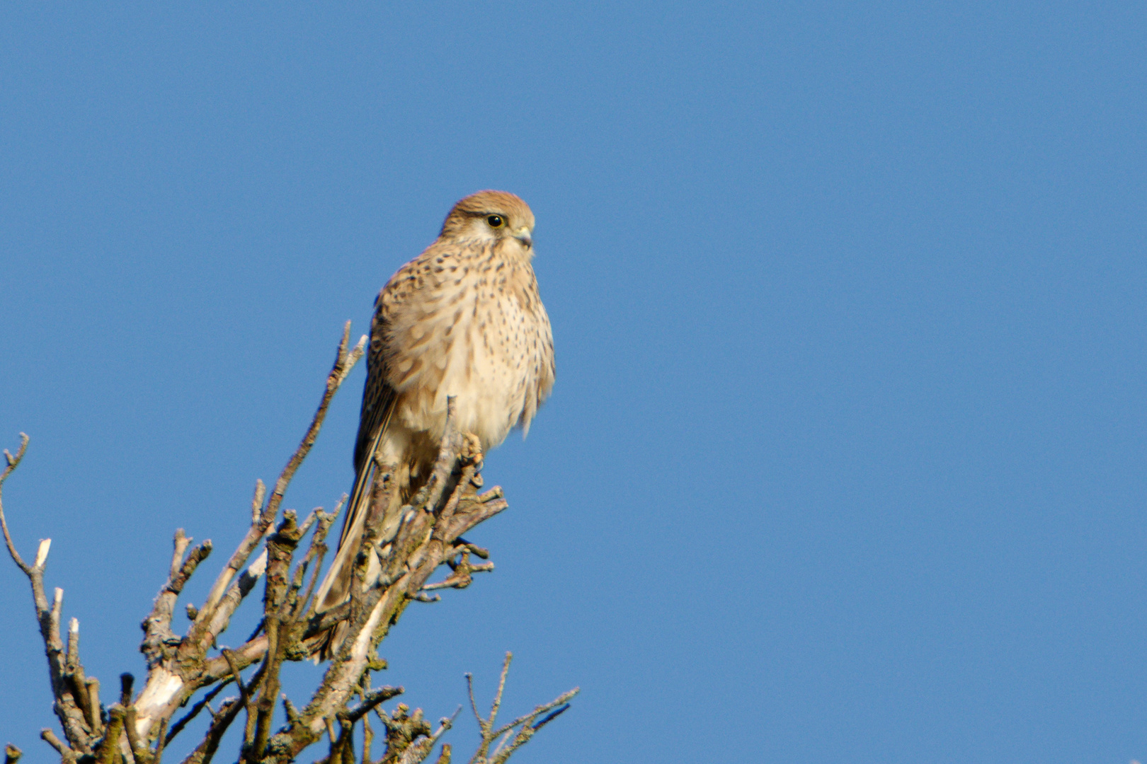 Turmfalke (Falco tinnunculus) w