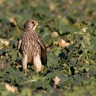 Turmfalke  (Falco tinnunculus) Weibchen 