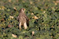 Turmfalke  (Falco tinnunculus) Weibchen 
