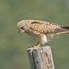 Turmfalke (Falco tinnunculus), Weibchen