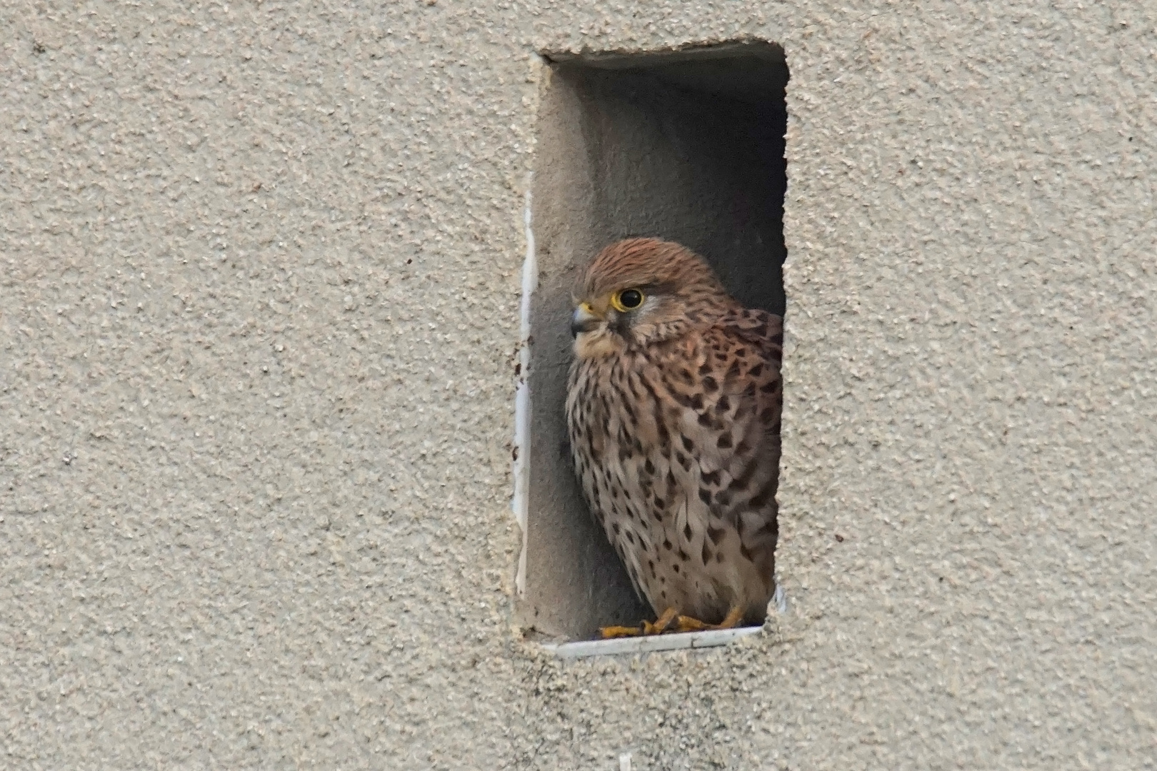 Turmfalke (Falco tinnunculus), Weibchen