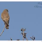 Turmfalke (Falco tinnunculus) Weibchen