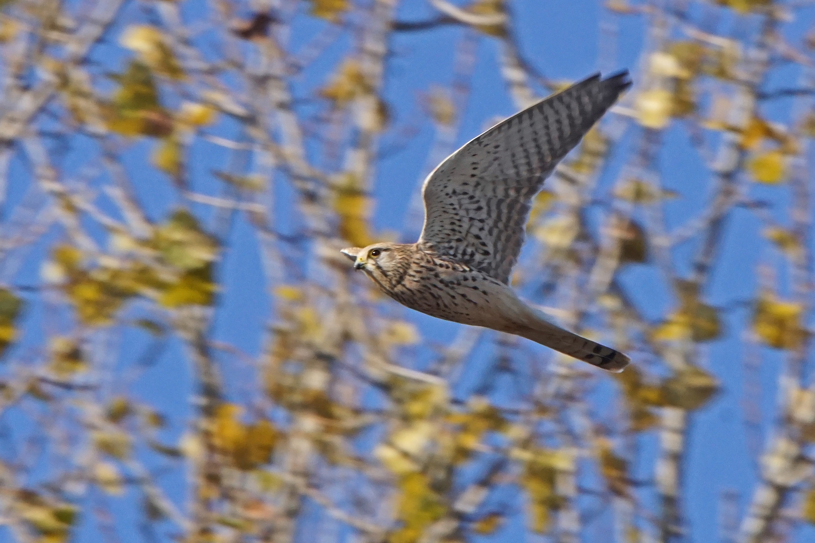 Turmfalke (Falco tinnunculus) Weibchen