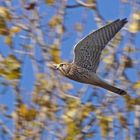 Turmfalke (Falco tinnunculus) Weibchen