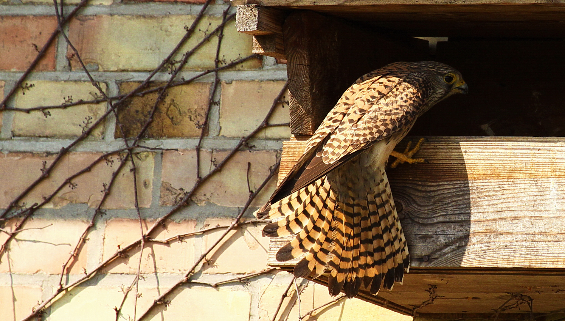 Turmfalke (Falco tinnunculus) - weiblich