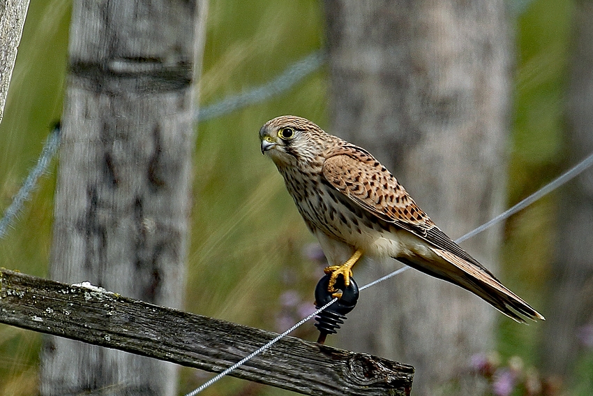 Turmfalke (Falco tinnunculus) - weiblich