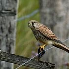 Turmfalke (Falco tinnunculus) - weiblich