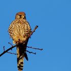 Turmfalke (Falco tinnunculus) - weiblich