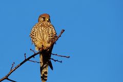 Turmfalke (Falco tinnunculus) - weiblich