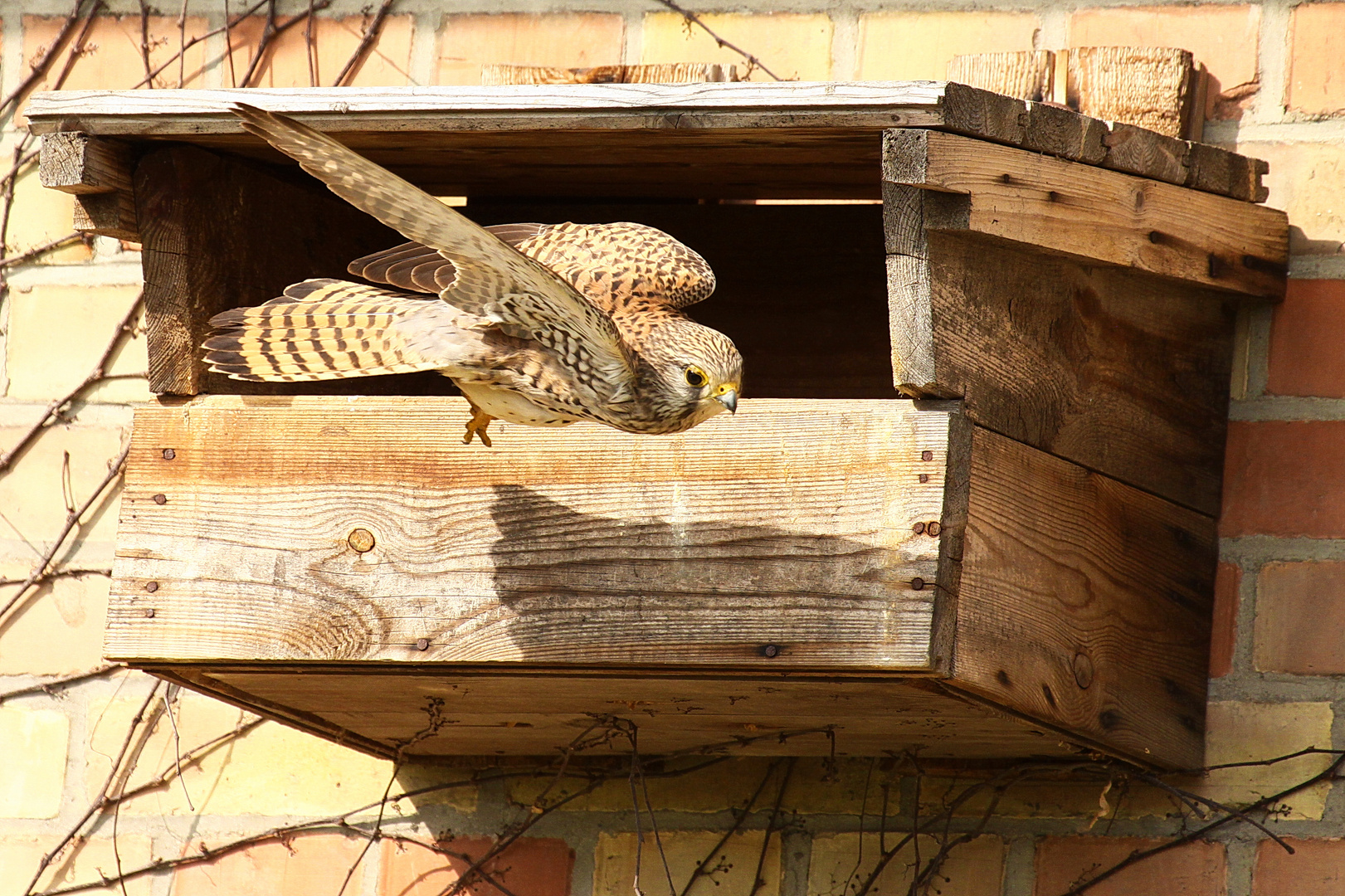 Turmfalke (Falco tinnunculus) - weiblich | Abflug