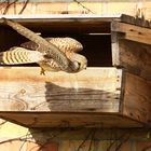 Turmfalke (Falco tinnunculus) - weiblich | Abflug
