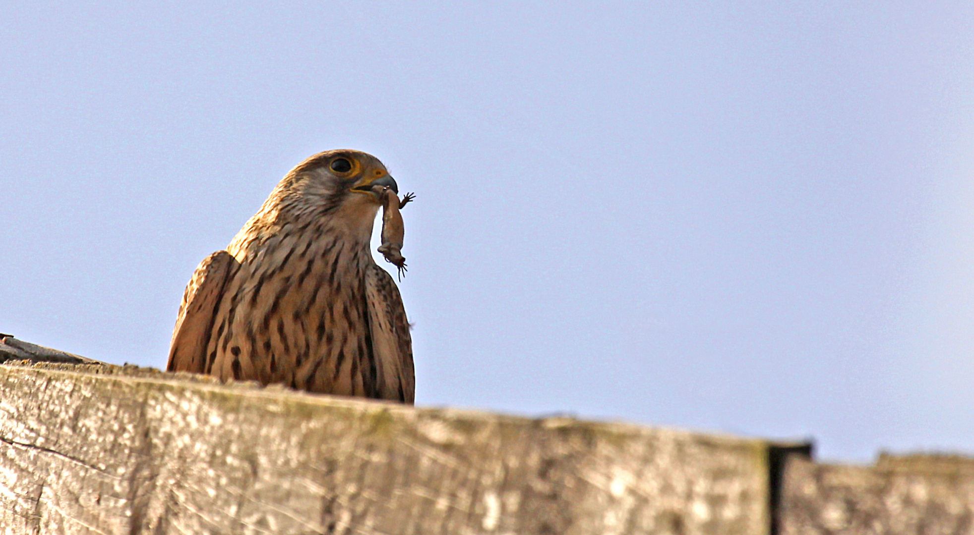 Turmfalke (Falco tinnunculus) - weiblich | atzend -1