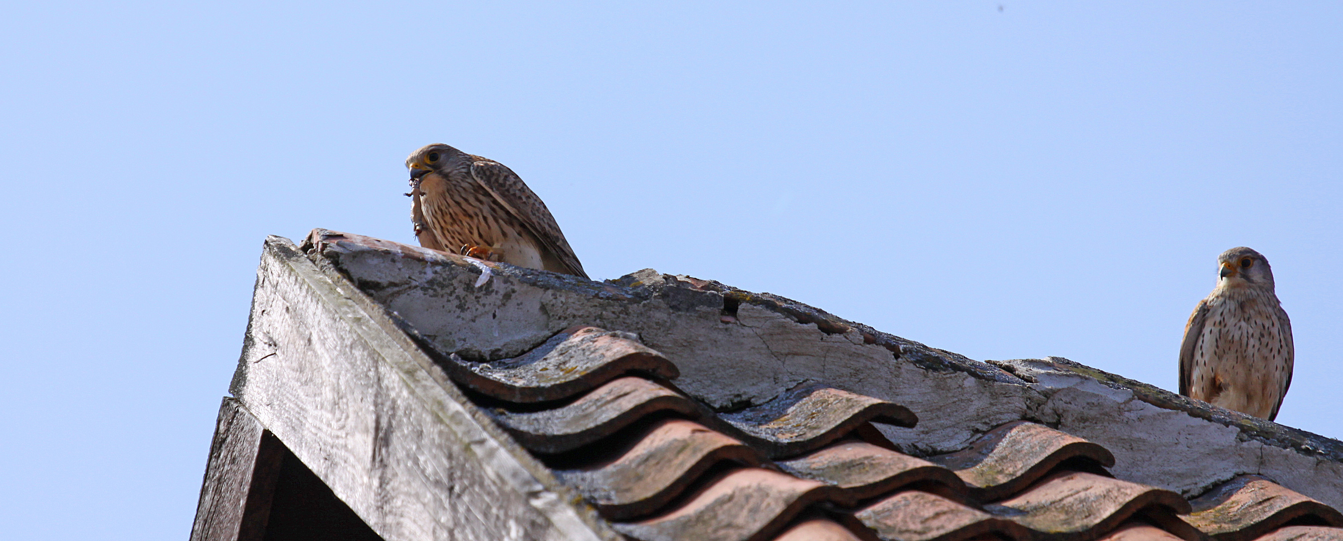 Turmfalke (Falco tinnunculus) - weiblich | atzend -2