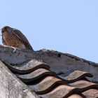 Turmfalke (Falco tinnunculus) - weiblich | atzend -2