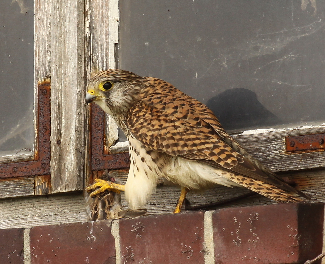 Turmfalke (Falco tinnunculus) - weiblich | atzend - Sperling 1