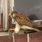 Turmfalke (Falco tinnunculus) - weiblich | atzend - Sperling 1
