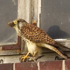 Turmfalke (Falco tinnunculus) - weiblich | atzend - Sperling 2