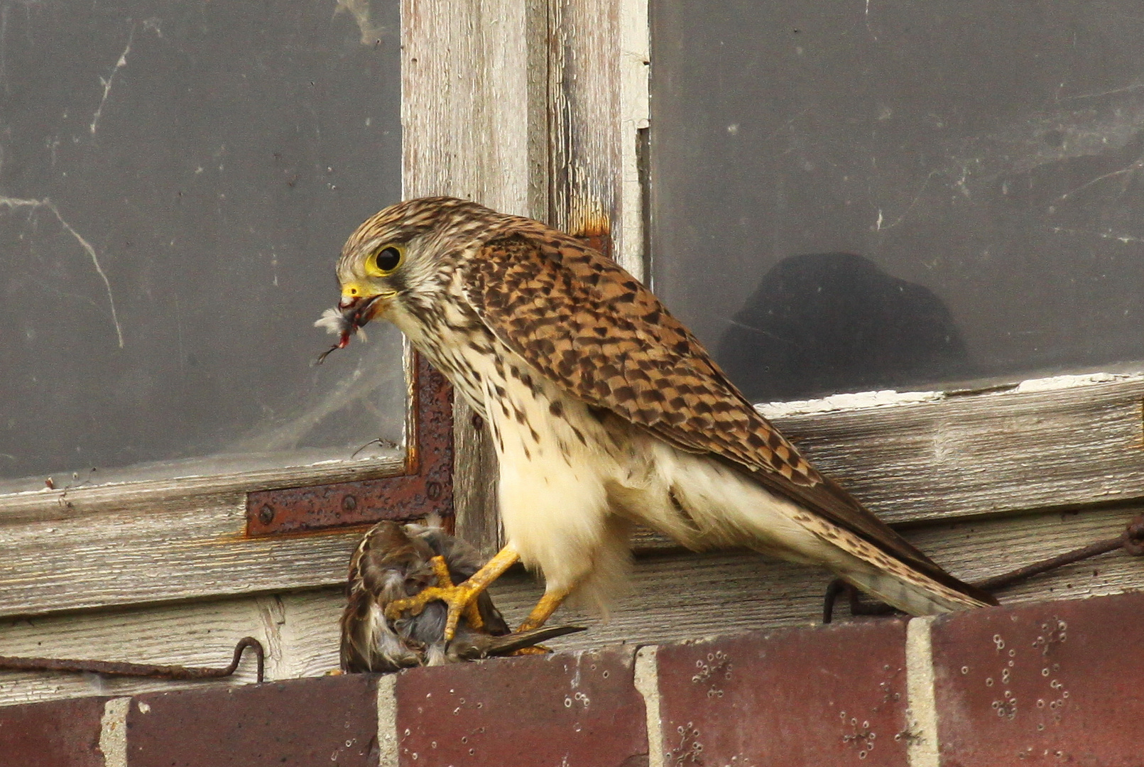 Turmfalke (Falco tinnunculus) - weiblich | atzend - Sperling 3
