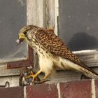 Turmfalke (Falco tinnunculus) - weiblich | atzend - Sperling 3