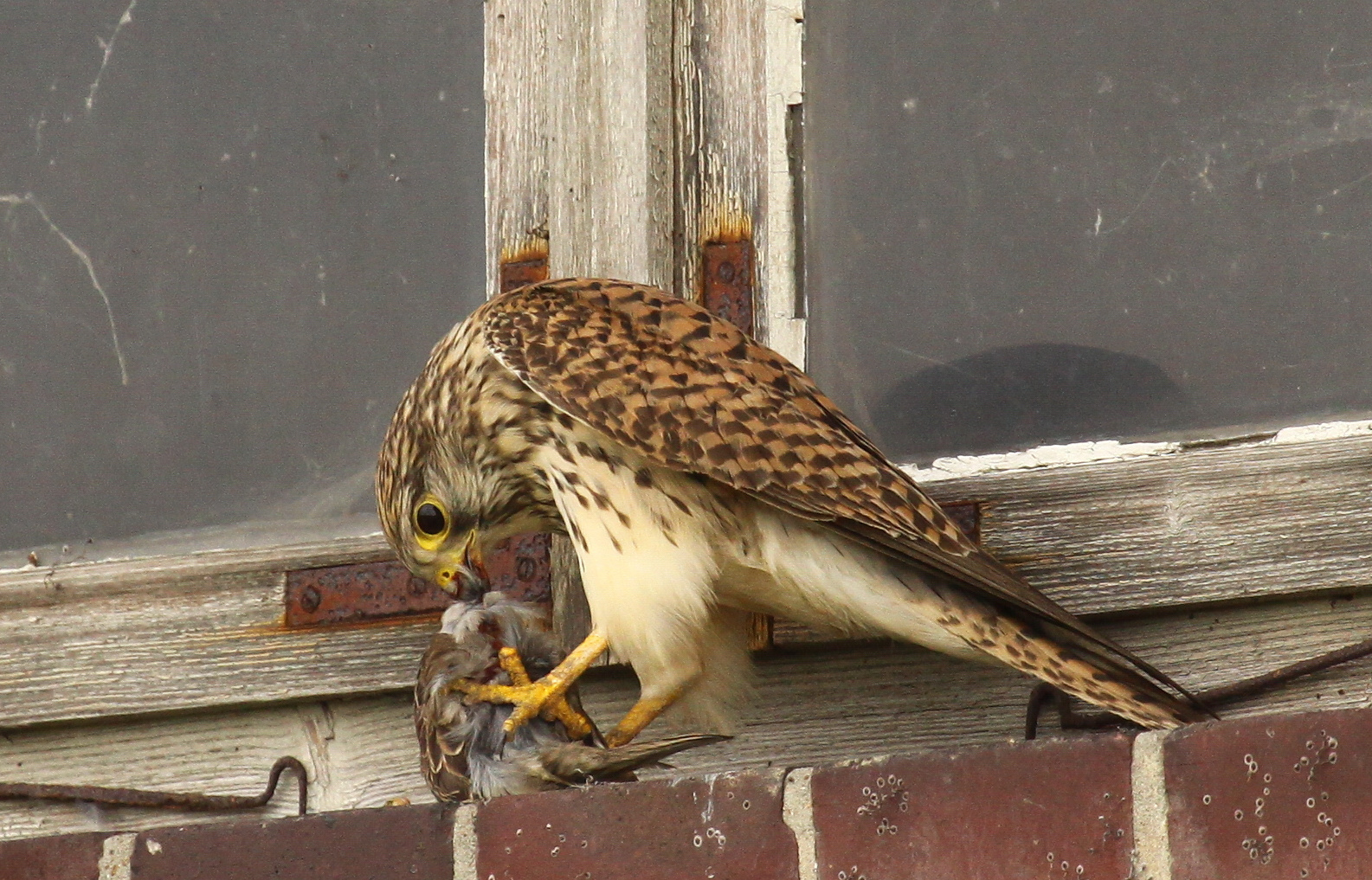 Turmfalke (Falco tinnunculus) - weiblich | atzend - Sperling 4