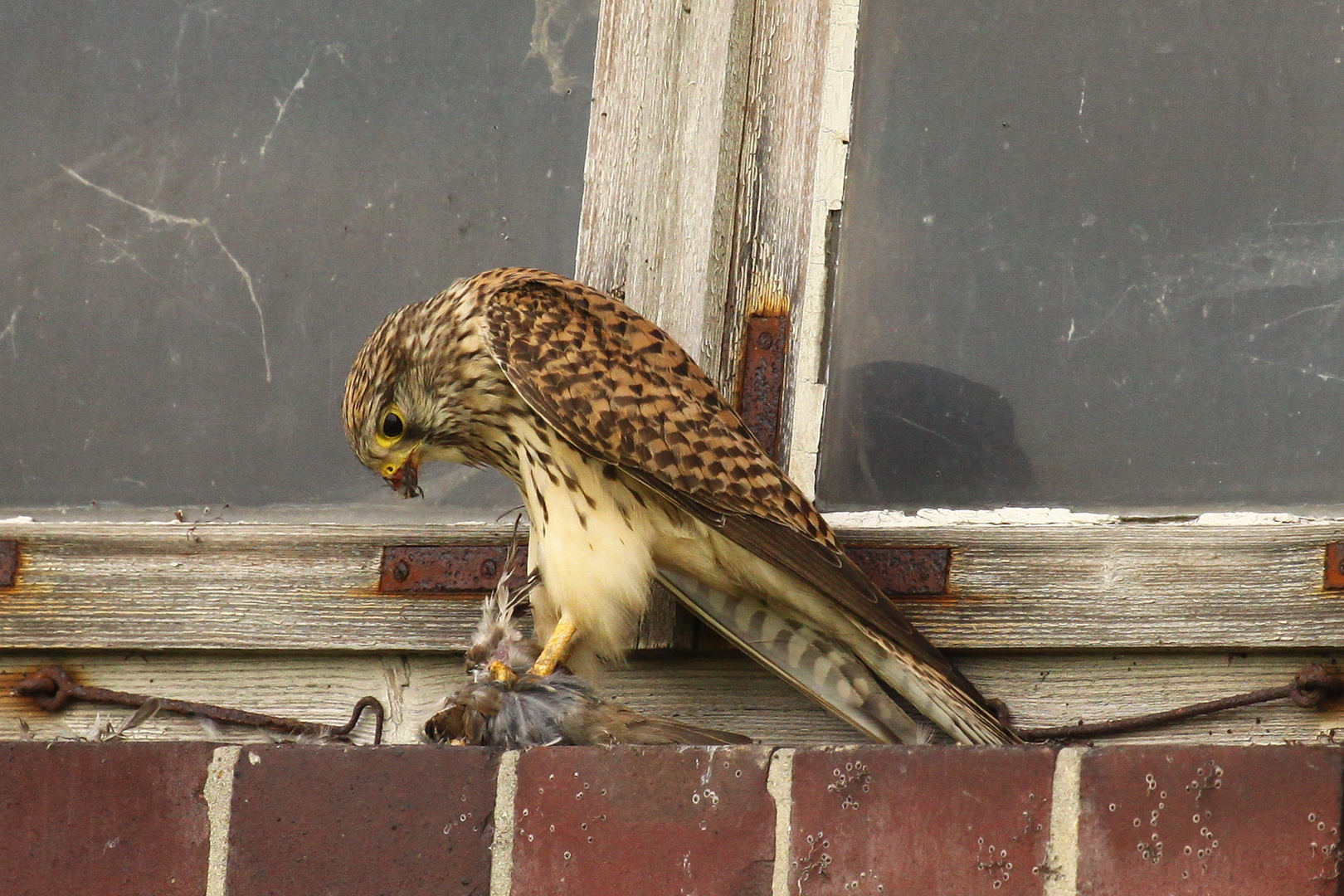 Turmfalke (Falco tinnunculus) - weiblich | atzend - Sperling 5