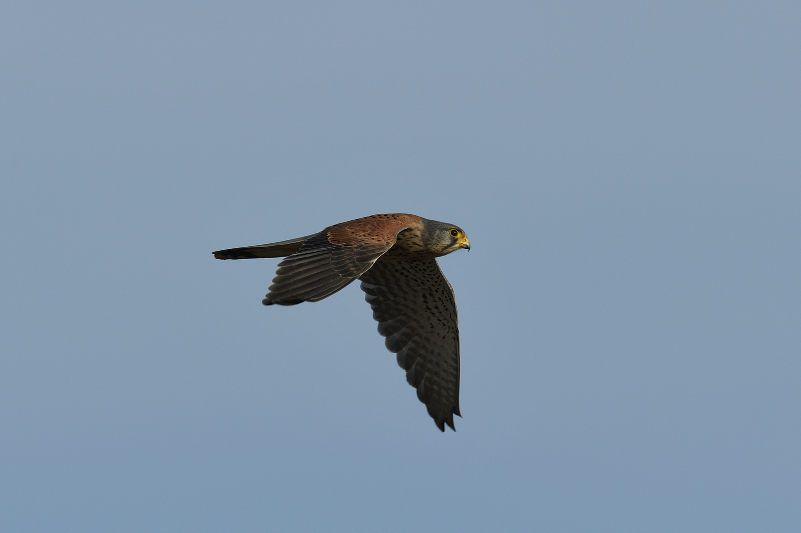 Turmfalke (Falco tinnuncutus) 04-2017 GB2_3659-3