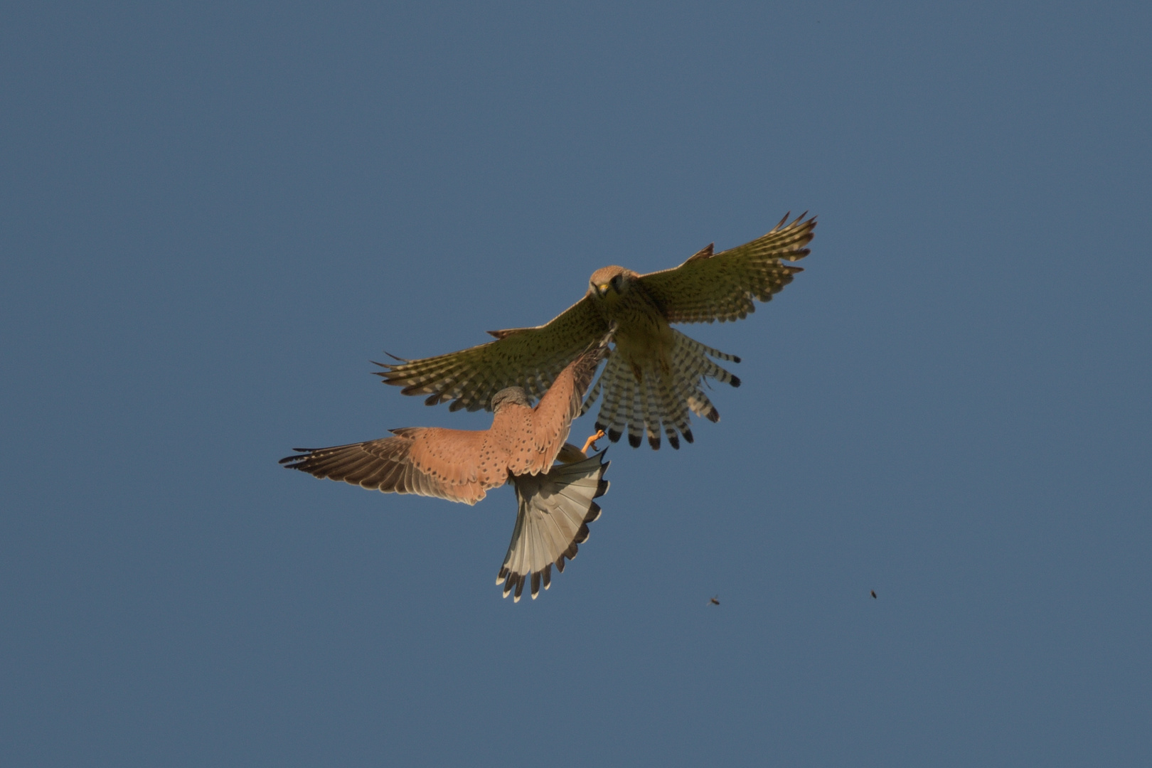 Turmfalke (Falco tinnuncutus) 07-2017 GB2_7592-2