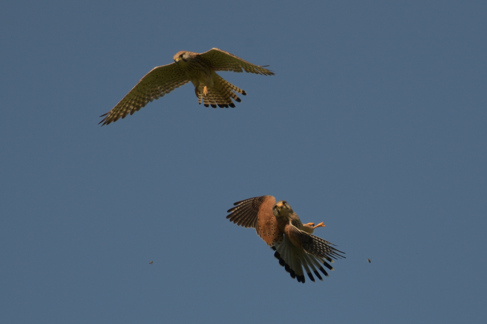 Turmfalke (Falco tinnuncutus) 10-2017 GB2_7595-2