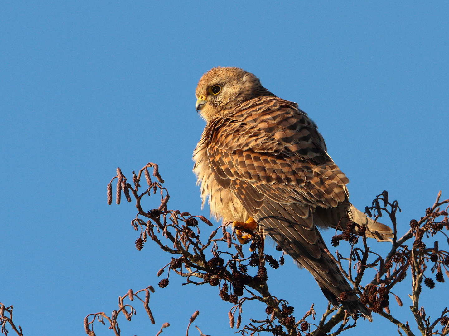 Turmfalke