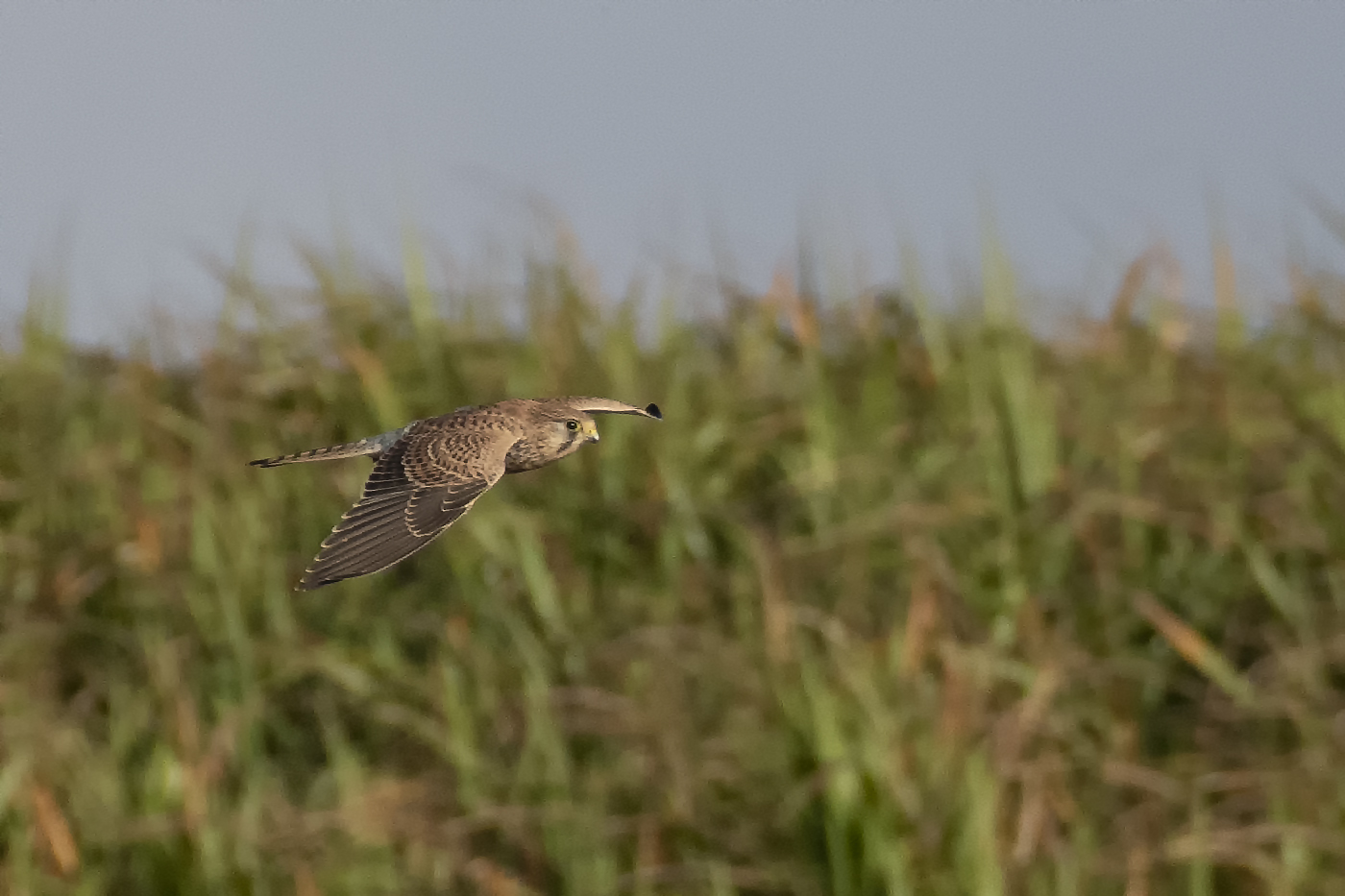 Turmfalke