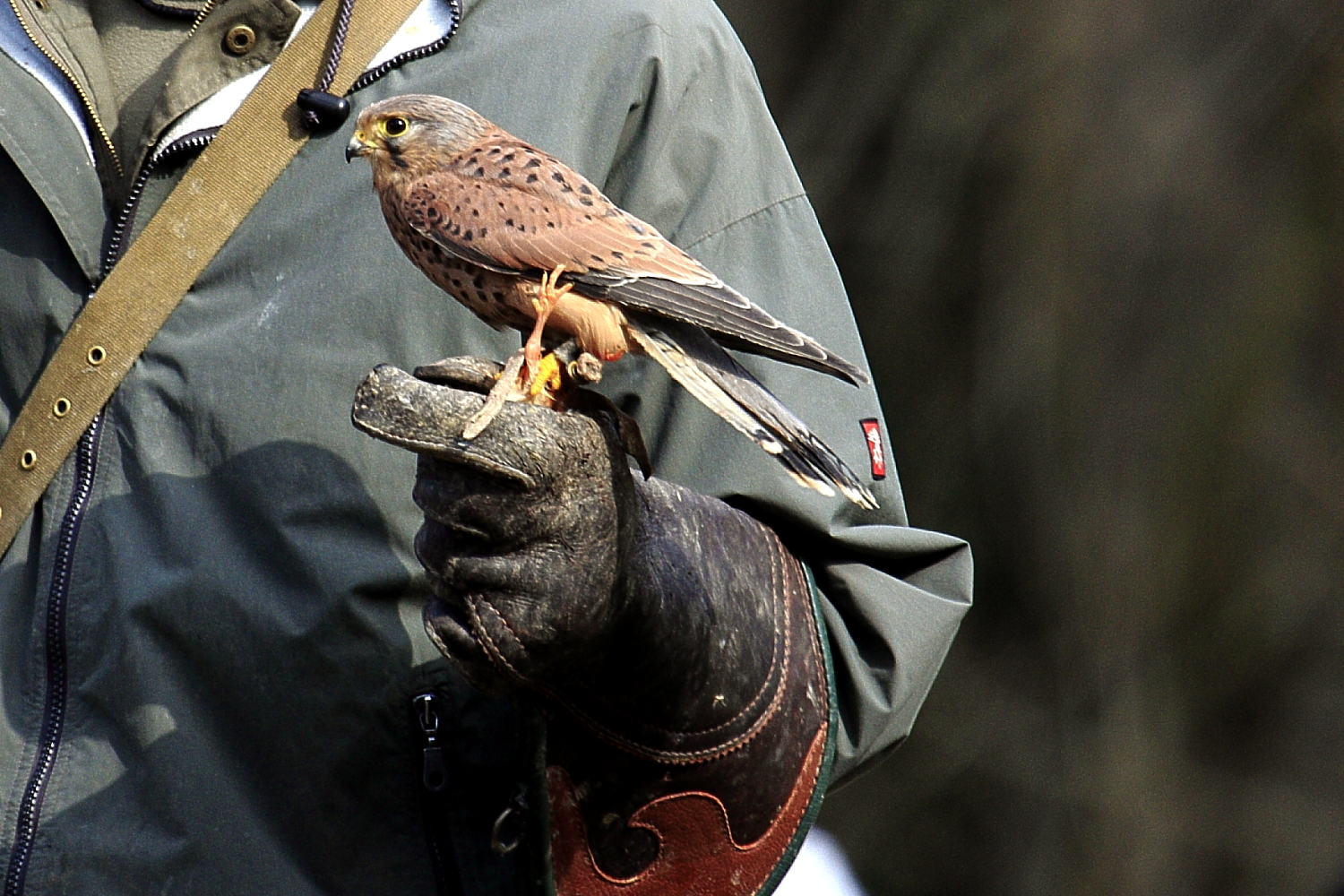 Turmfalke