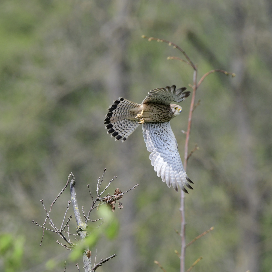 Turmfalke