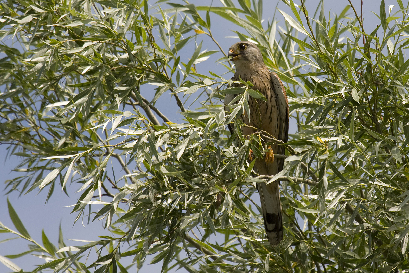 Turmfalke