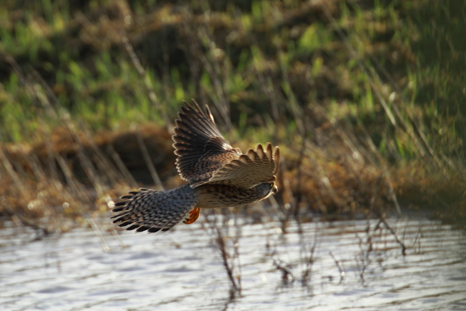 Turmfalke