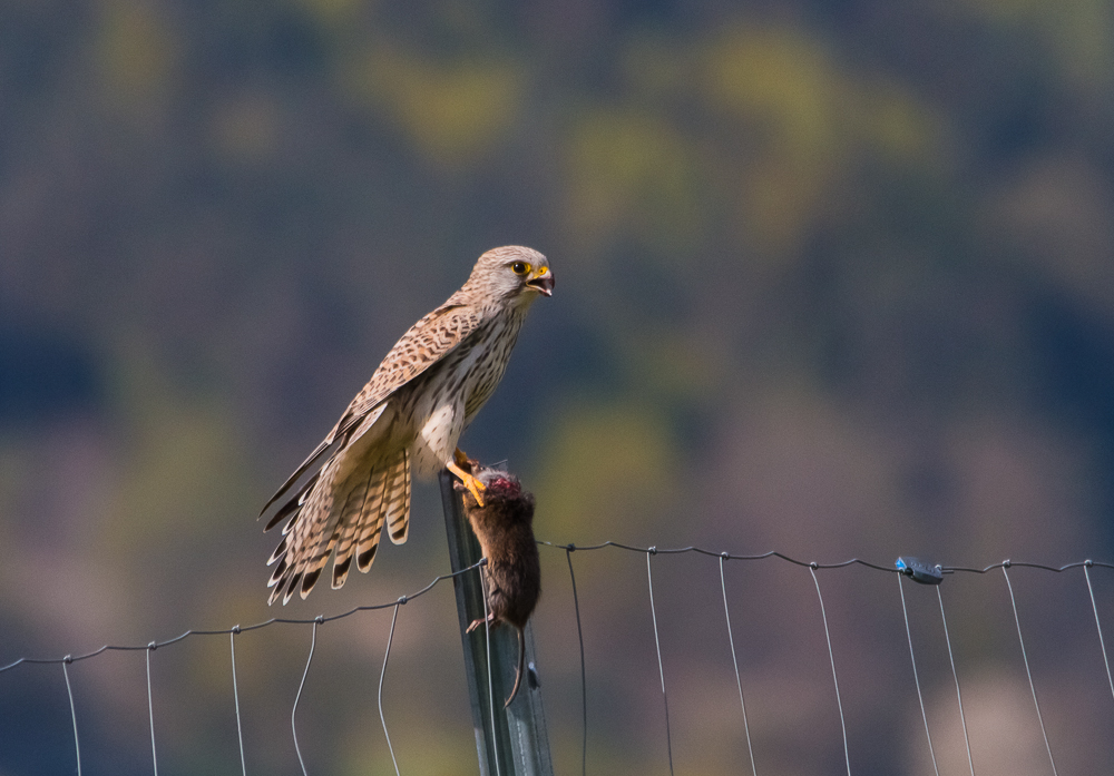 Turmfalke - fette Beute