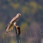 Turmfalke - fette Beute