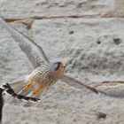 Turmfalke fliegt von Nisthöhle weg