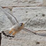 Turmfalke fliegt von Nisthöhle weg