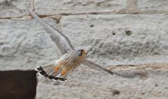 Turmfalke fliegt von Nisthöhle weg