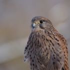 Turmfalke Frau Otto im Tierpark Hellabrunn