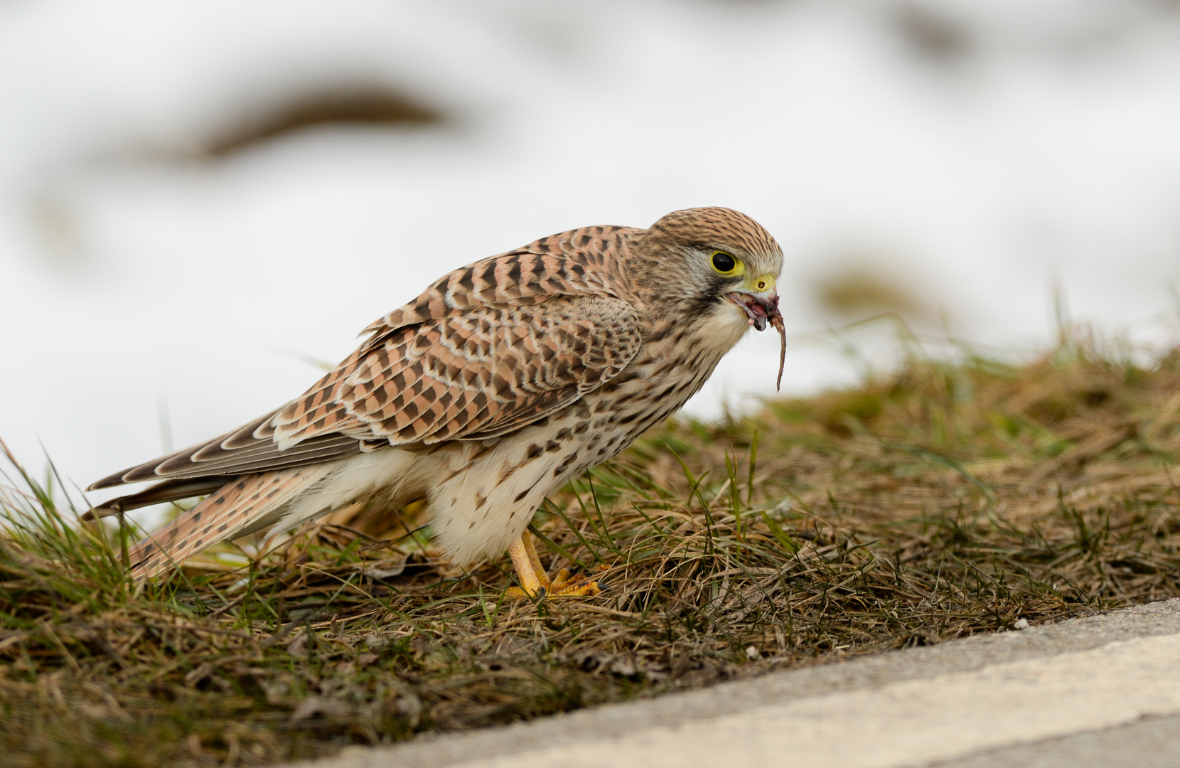 Turmfalke frisst Maus